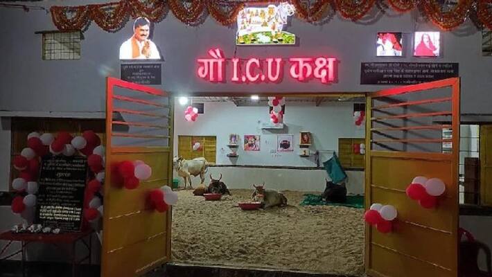 harda cow icu ward has been opened for cows treatment in gaushala madhya pradesh kpr harda cow icu ward has been opened for cows treatment in gaushala madhya pradesh kpr