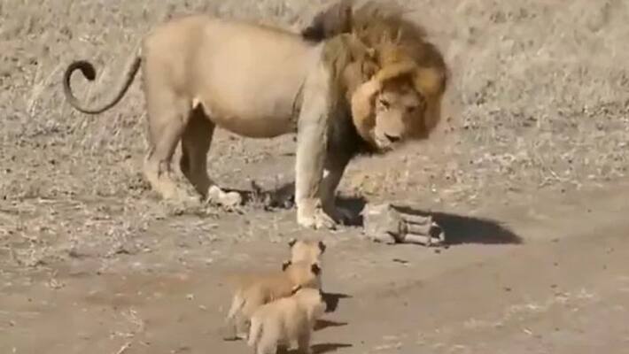 Shocking Video Shows Herd Of Buffaloes Attacking An Old Lion Shocking Video Shows Herd Of Buffaloes Attacking An Old Lion