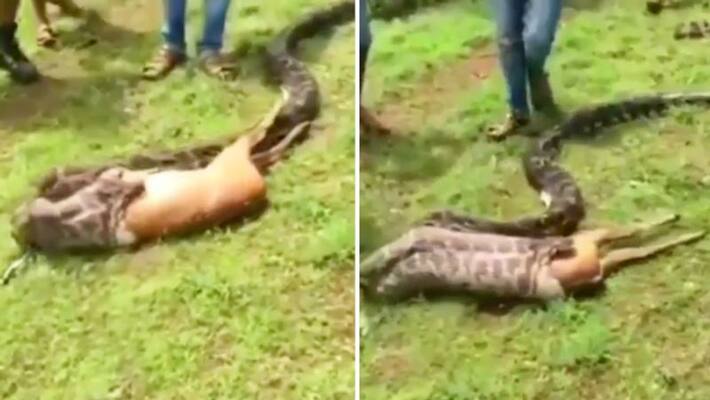 Watch Python swallows deer in seconds; terrifying video leaves netizens stunned-tgy Watch Python swallows deer in seconds; terrifying video leaves netizens stunned-tgy