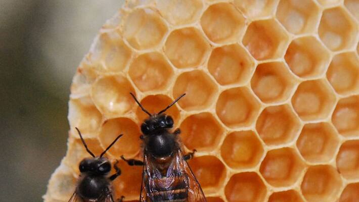 Apis karinjodian New species of honey bee discovered in India after 224 years Apis karinjodian New species of honey bee discovered in India after 224 years