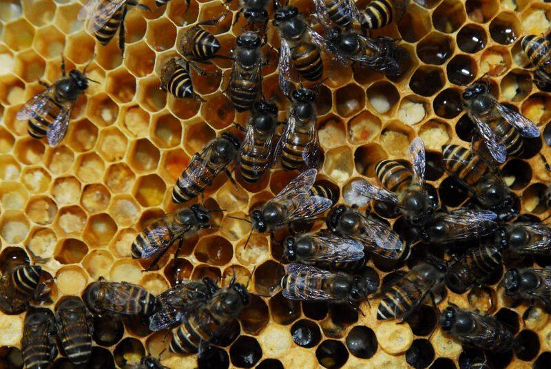 Apis karinjodian New species of honey bee discovered in India after 224 years 