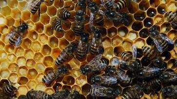 One dead, 2 hospitalised in Andhra Pradesh After Bee Attack lns One dead, 2 hospitalised in Andhra Pradesh After Bee Attack lns