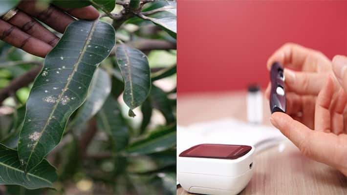 Diabetes tips this five leaves will help to control blood sugar level dva Diabetes tips this five leaves will help to control blood sugar level dva