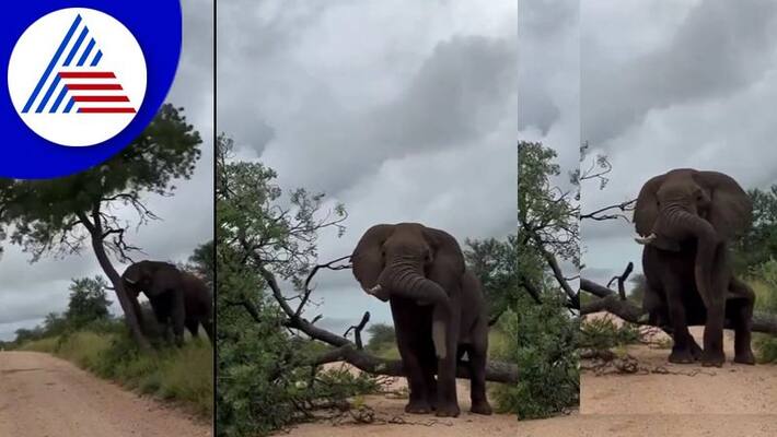 Elephant knocking down an entire tree just for scratch its itching back watch viral video in Social Media akb Elephant knocking down an entire tree just for scratch its itching back watch viral video in Social Media akb