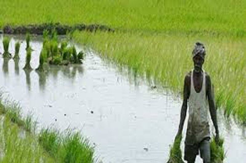 OPS demands double compensation to farmers affected by heavy rains