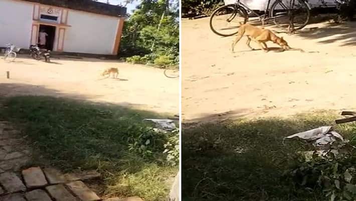 Mirzapur Dog set example of loyalty saved owner life by fighting with poisonous snake video viral Mirzapur Dog set example of loyalty saved owner life by fighting with poisonous snake video viral