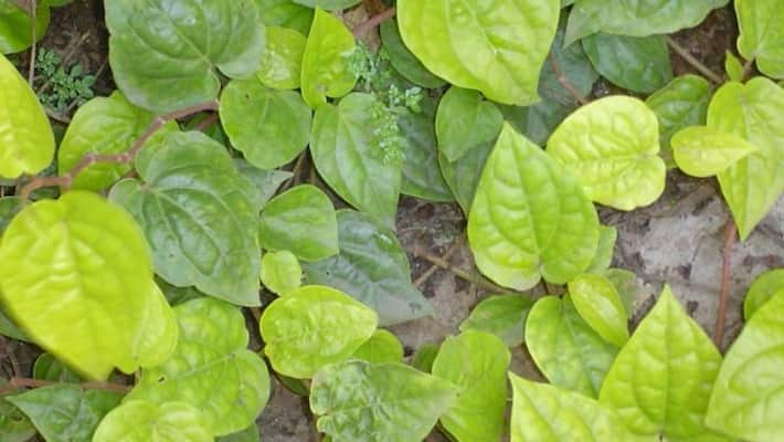 Just eat 3 betel nuts daily: you will get many benefits! Just eat 3 betel nuts daily: you will get many benefits!