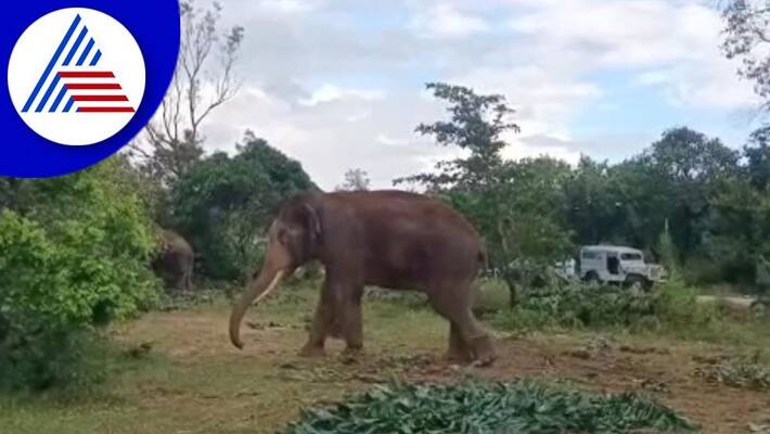 Abhimanyu who came to the elephant capture operation is sick at chikkamagaluru gvd Abhimanyu who came to the elephant capture operation is sick at chikkamagaluru gvd
