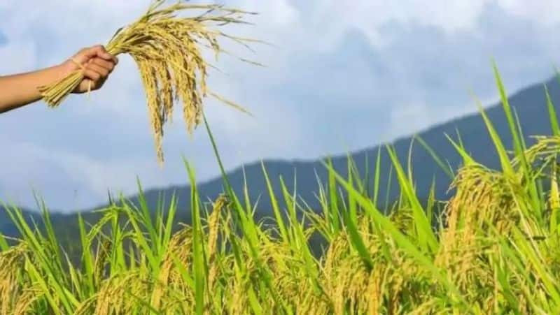 Tamilnadu govt instruction farmers should get crop insurance by november 15