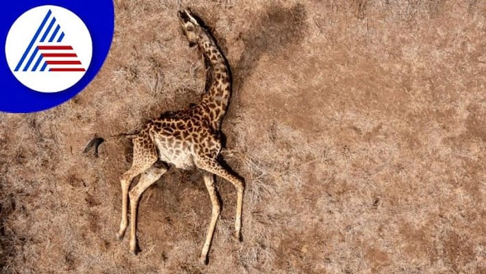 Hundreds of animals died in East Africa's due to worst drought gow Hundreds of animals died in East Africa's due to worst drought gow