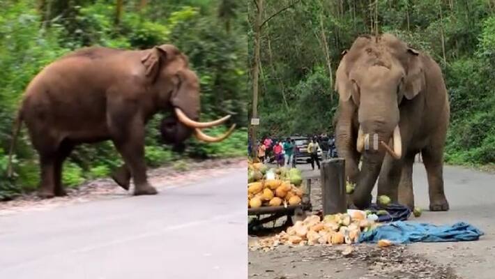 Decision by MLA Chaired committee to deport aggressive elephants from Munnar Decision by MLA Chaired committee to deport aggressive elephants from Munnar