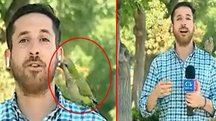 viral video of parrot stealing earpiece of news reporter during live telecast PRA viral video of parrot stealing earpiece of news reporter during live telecast PRA