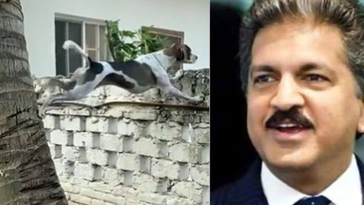 hilarious tweet by anand mahindra as he asked the dog for t20 wc final PRA hilarious tweet by anand mahindra as he asked the dog for t20 wc final PRA
