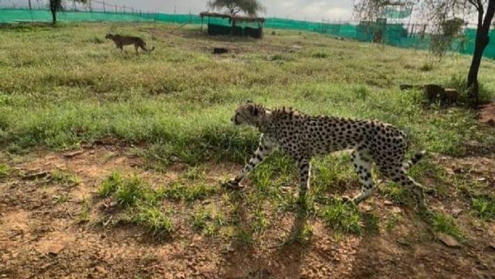 Nilgai hunted cheetah for the first time akb Nilgai hunted cheetah for the first time akb