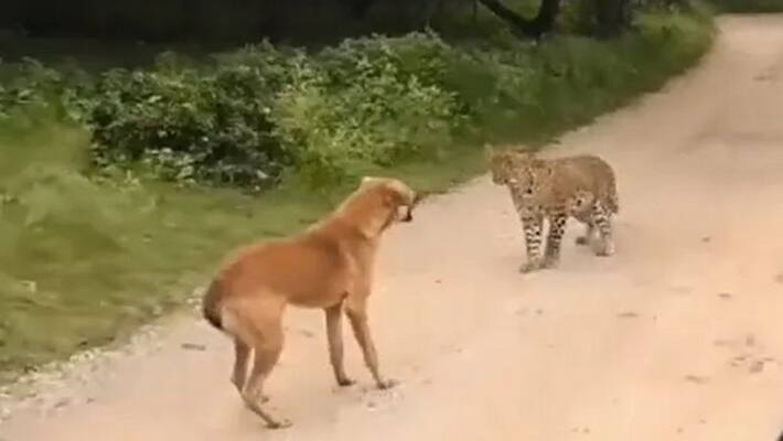 Viral video of barking dog who scare away leopard Viral video of barking dog who scare away leopard
