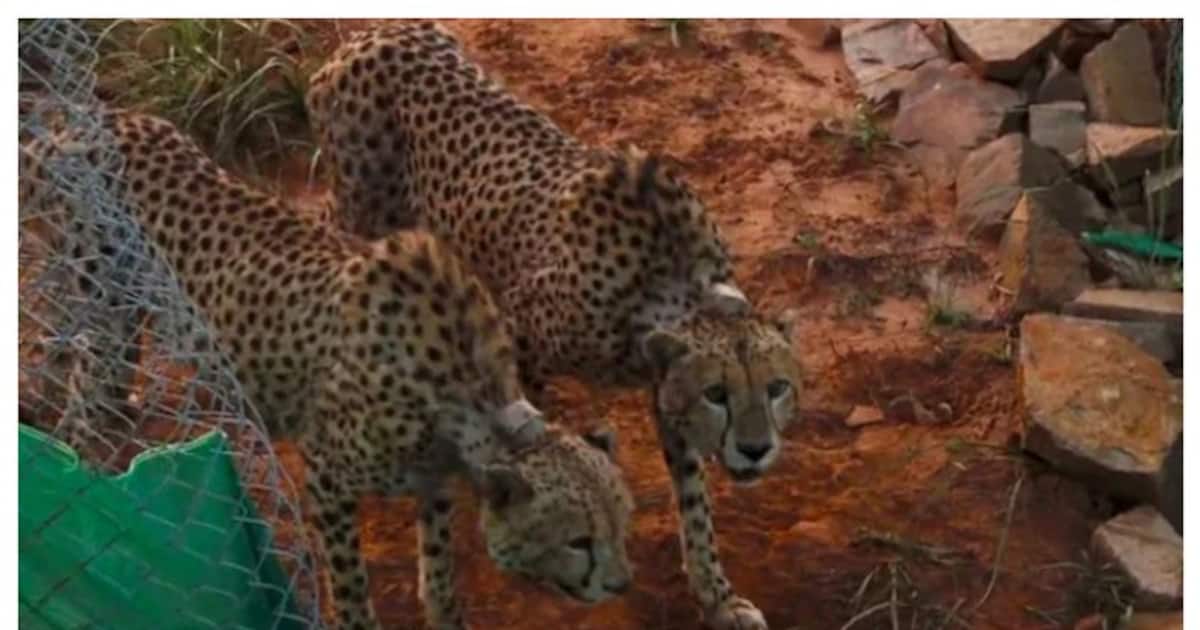 Project Cheetah: ப்ராஜெக்ட் சீட்டா: தென் ஆப்பிரிக்காவிலிருந்து 12 சிவிங்கிப் புலிகள் நாளை இந்தியா வருகை