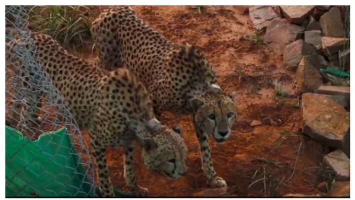 No health complications reported in 8 cheetahs introduced to Kuno national park; check details AJR No health complications reported in 8 cheetahs introduced to Kuno national park; check details AJR