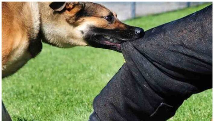 Owners to pay Rs 10k, treat injured victims in case of pet attacks Noida Authority vva Owners to pay Rs 10k, treat injured victims in case of pet attacks Noida Authority vva