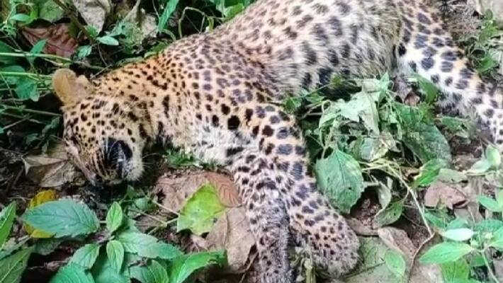 infection in liver and lungs caused death of leopard which found dead in manjumala infection in liver and lungs caused death of leopard which found dead in manjumala