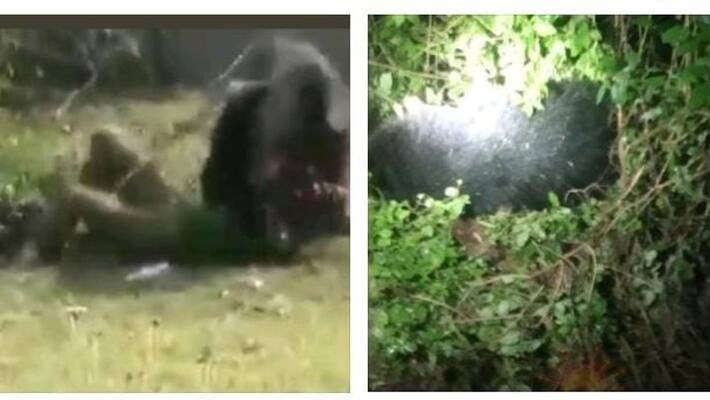 A bear that attacked civilians in Tenkasi dies mysteriously in the forest A bear that attacked civilians in Tenkasi dies mysteriously in the forest