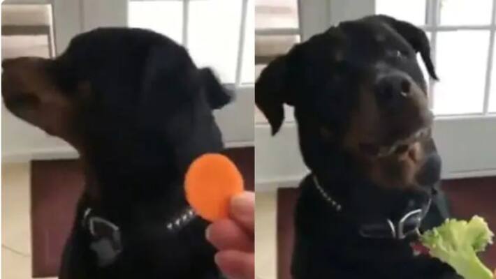 Adorable Pup Refusing To Eat Veggies in viral video Adorable Pup Refusing To Eat Veggies in viral video