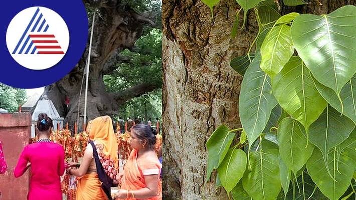 Do not worship the Ashwath tree at this time Do not worship the Ashwath tree at this time