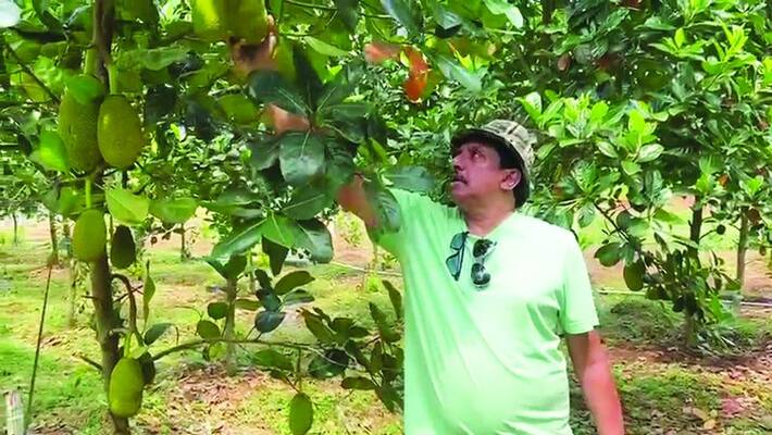 Salim succeeds in Super Early jackfruit Cultivation Salim succeeds in Super Early jackfruit Cultivation