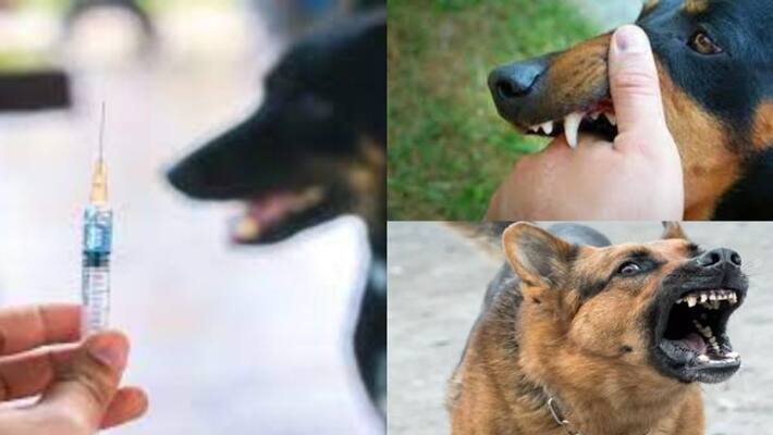 sanction for 199 anti rabies clinics in state says health minister sanction for 199 anti rabies clinics in state says health minister