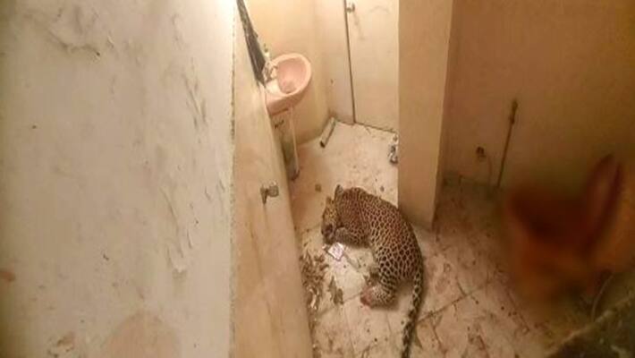 jaipur shocking news panther enter in empty farm house forest department captured him see video asc jaipur shocking news panther enter in empty farm house forest department captured him see video asc