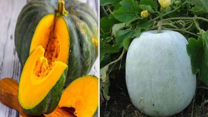 Health tips 5 benefits of white pumpkin from asthma to heart health dva Health tips 5 benefits of white pumpkin from asthma to heart health dva