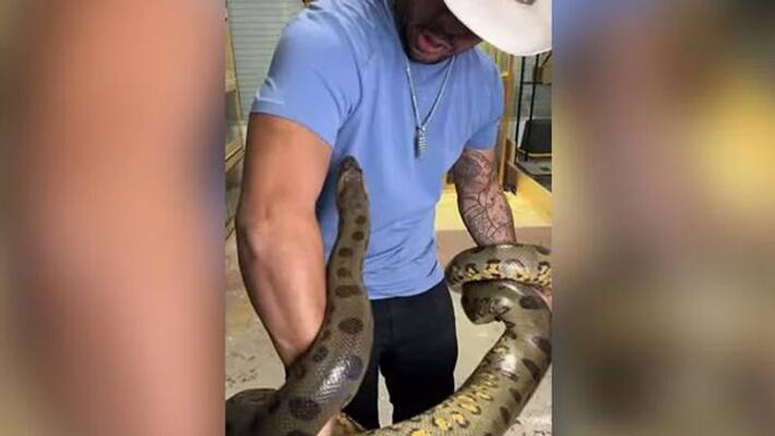 man playing with green anaconda and it bites him man playing with green anaconda and it bites him