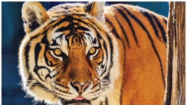In Kannur Tiger found says Forest Department In Kannur Tiger found says Forest Department