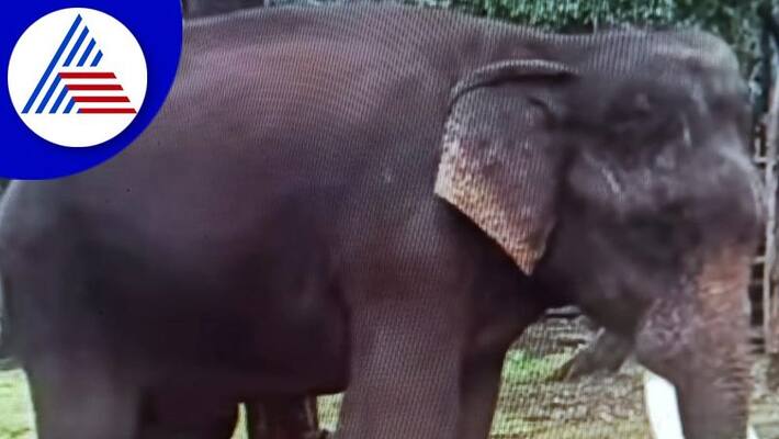 Ganesha named elephant dies in sakrebailu camp gvd Ganesha named elephant dies in sakrebailu camp gvd