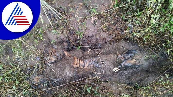 Tiger Found Dead at Antharasanthe in HD Kote gvd Tiger Found Dead at Antharasanthe in HD Kote gvd