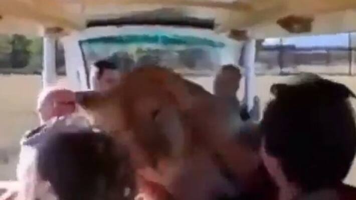 lioness jumps in to an open vehicle filled with tourists lioness jumps in to an open vehicle filled with tourists