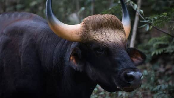 Bison trying to attack farmer in Kakkayam