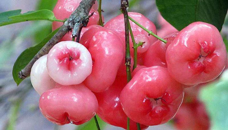 people with type 2 diabetes consume rose apple