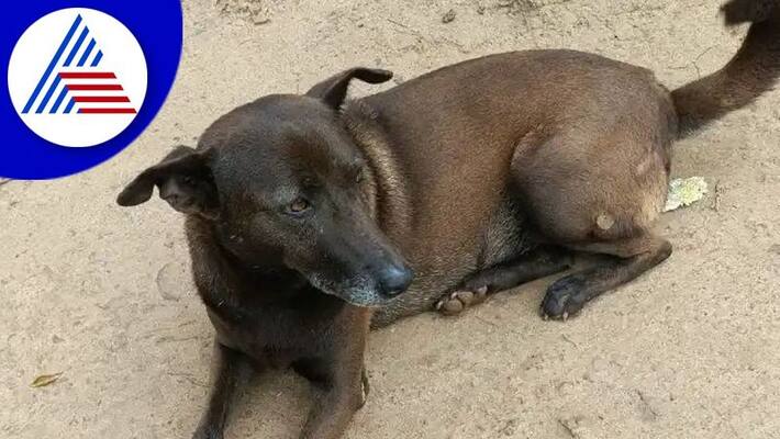 40 year old man arrested by nagpur police after having sex with dog video goes viral in social media ckm 40 year old man arrested by nagpur police after having sex with dog video goes viral in social media ckm