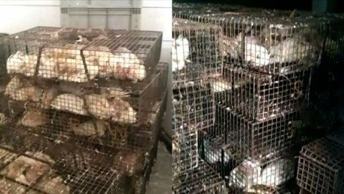 sick chicken brought on discounted price sold on offer at calicut accuses merchants sick chicken brought on discounted price sold on offer at calicut accuses merchants