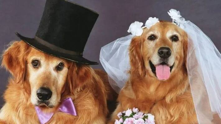 Gurugram childless couple set marriage to their pet dog in grand ceremony akb Gurugram childless couple set marriage to their pet dog in grand ceremony akb
