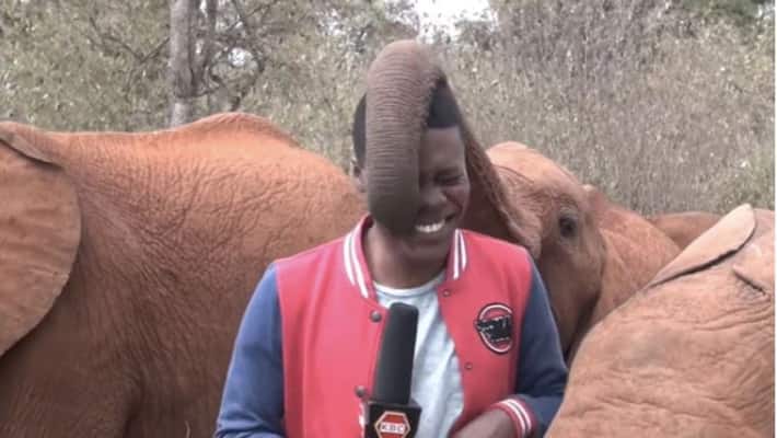 Elephant Tickles Reporter On Duty in viral video Elephant Tickles Reporter On Duty in viral video