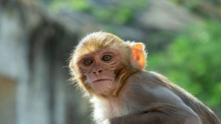 Alcoholic Monkey Who Bit 250 People, Now Sentenced To Life Imprisonment In Kanpur Zoo In Uttar Pradesh Alcoholic Monkey Who Bit 250 People, Now Sentenced To Life Imprisonment In Kanpur Zoo In Uttar Pradesh