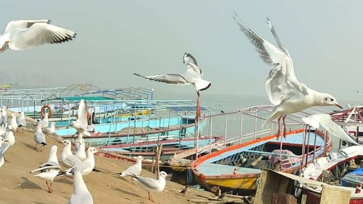 Varanasi beauty of the ghats of Kashi has increased birds are attracting tourists Varanasi beauty of the ghats of Kashi has increased birds are attracting tourists