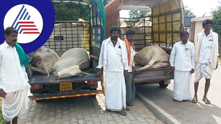 More than 20 Cattles die of strange disease in Koppal: Farmers panic sat More than 20 Cattles die of strange disease in Koppal: Farmers panic sat