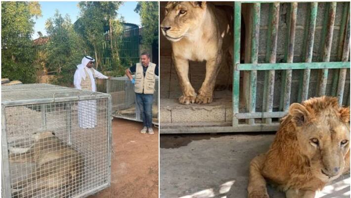 saudi citizen caught for rearing wild animals at resort saudi citizen caught for rearing wild animals at resort