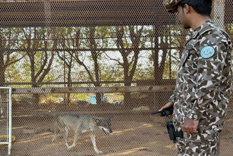 saudi citizen caught for rearing wild animals at resort 