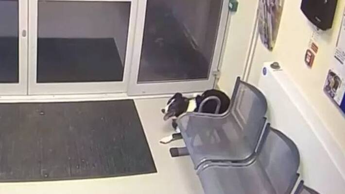 scared dog walking into police station scared dog walking into police station