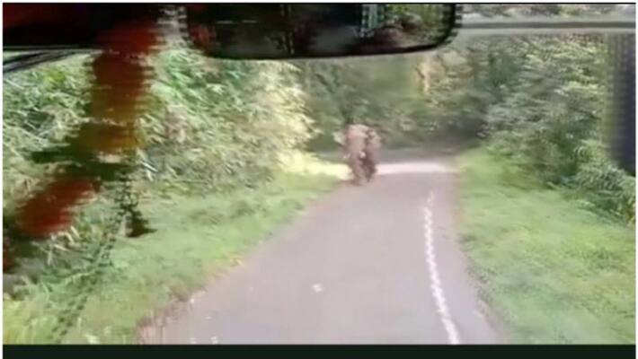 bus backed eight kilometers to escape the onrushing wild elephant bus backed eight kilometers to escape the onrushing wild elephant