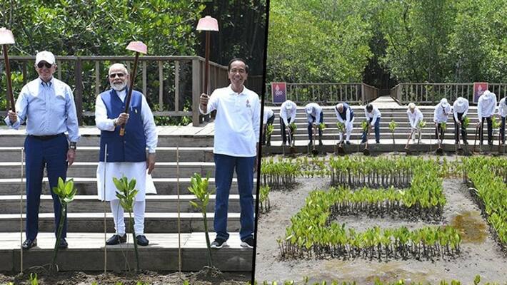 G20 Summit Day 2: PM Modi, other world leaders visit mangrove forest in Bali, plant saplings AJR G20 Summit Day 2: PM Modi, other world leaders visit mangrove forest in Bali, plant saplings AJR