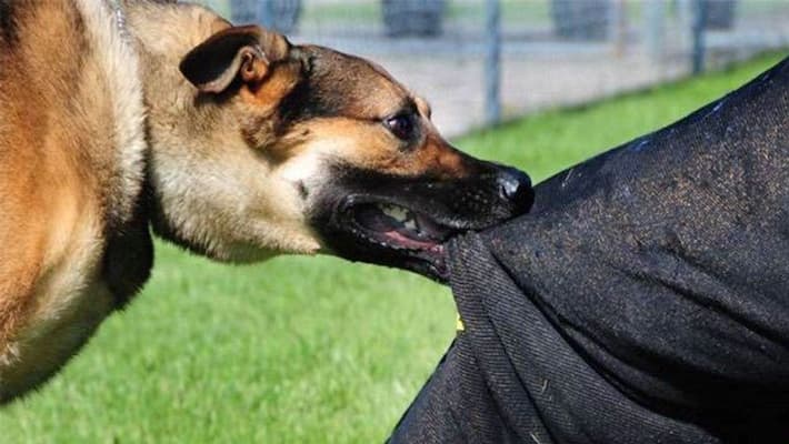 Woman injured in dog attack set free court said Municipal corporation should give two lakh rupees uja Woman injured in dog attack set free court said Municipal corporation should give two lakh rupees uja